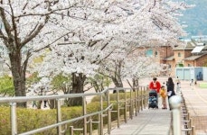 벚꽃엔딩 아쉽다면... 렛츠런파크 부산경남으로!