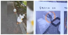 “미래 살인자들” 안양서 오리 가족에 잔인하게 돌팔매질…용의자 추적 중