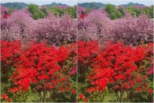 완산공원 꽃동산, 형형색색 봄꽃으로 만개