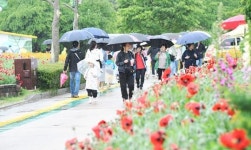 [포토]봄비속에 어린이날 함평나비축제장 관광객 북적