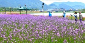[포토]전남 장성군 황룡강 버들마편초 매력에 ‘폭~’