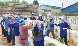 전남 영암군, 농번기철  곳곳 농가서 일손돕기 행렬 이어져