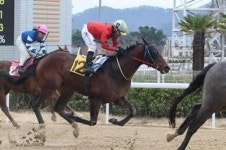 최우수 국산 3세마는 누구? 제24회 농림축산식품부장관배 개최