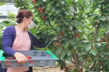 전라남도농업기술원, 새콤달콤 전남산 체리 수확 한창