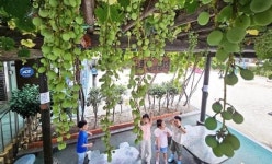 [포토]청포도가 주렁주렁~~