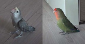 “학계 보고할 정도로 큰 사건” TV동물농장, 전 세계적 특종 전했다