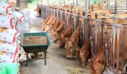 임실군, 도내 최초 한우농가 사료비 인상 차액분 지원