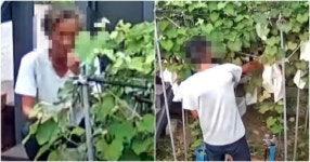 “제 농장에서 3번이나 포도 서리해 간 남성 고발합니다, 주인 행세까지 했네요” (영상)