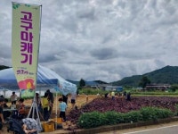 [체험]맛좋고 향좋은 충주 천등산 고구마 캐러 오세요!