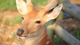 부산 동물원서 꽃사슴 1마리 탈출, 현재 행방 묘연…“발견 즉시 신고해야”