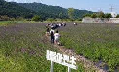 광주시 광산구, ‘광산 알리요 투어버스’, 광산 선비 풍류 투어 운행
