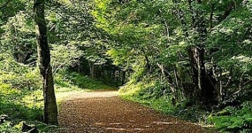 제주 곶자왈 훼손 우려... 체계적 보호 대책 시급
