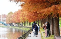 [위키 포토]가을빛 물든 담양 관방제림