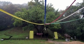 EBS1 한국기행 스님 5부, 천년나무 편