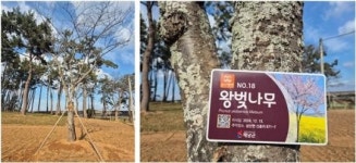 전남 해남군,“50년 벚나무길은 사라져도 벗으로 기억된다”