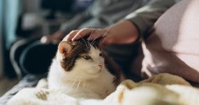 연휴 때 반려동물이 아프면? 반드시 응급실 가야 하는 경우 있다