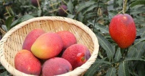 딴 나라에선 흔하디 흔한데... 한국에서 키우면 20배 이상 비싼 과일