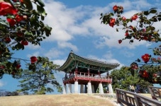 서천 마량리 동백나무숲, 붉게 피어나 봄 알리는 명소로 인산인해