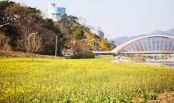 전남 화순군, 2025 화순 봄꽃 축제 남산공원과 꽃강길서 개최