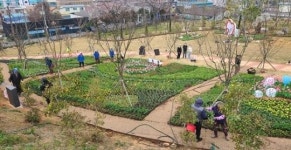 전남 화순군, 2025 화순 봄꽃 축제~ 설렘 속 봄맞이 준비 한창