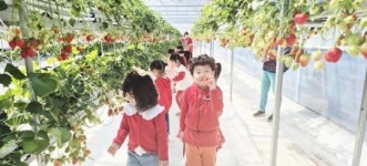 전남 광양시 진월면 힐링팜 딸기농장, 아이들에게 봄날의 추억 선사