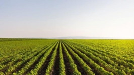쌀 아니다… 한국·일본·중국 모두 환장한다는 의외의 동아시아 최고 식재료