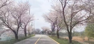 [포토+영상]벚꽃 구경 서두르세요 이번 주말 벚꽃엔딩 예상