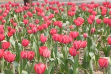 [포토뉴스] 안양은 지금 꽃 잔치 중... 어딜 가나 꽃 천지