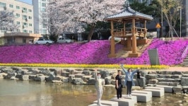 순창군 양지천 일대 꽃잔디 등 만개…지역 새 명소로 부상