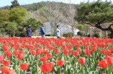 [영상+사진]‘형형색색’ 튤립 만개~장흥 하늘빛수목원 관광객 북적