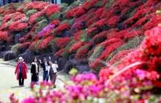 [위키 포토]붉게 핀 철쭉으로 물든 동강대 캠퍼스