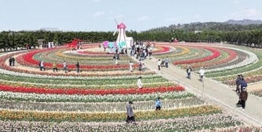 전남 신안군,2025 섬 튤립축제 성료