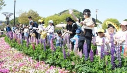 [포토+영상]나비야 훨훨 날아라,함평나비축제 나비날리기 인기짱!!!