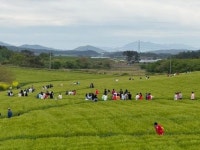 [기획보도] 제22회 고창청보리밭 축제.. 5월11일까지 51만명 방문
