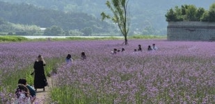 광주시 광산구,“투표하고 만개한 버들마편초 보러 오세요”