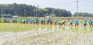 전남 고흥군, 흙을 짚고 마음을 심다... 손 모내기 행사 개최