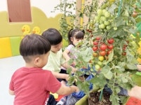 전남 나주시, 어린이집 대상 ‘체험용 방울토마토 화분’ 지원