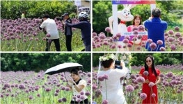 전남 강진 작천 코끼리마늘꽃, 부흥마을에 활력과 소득을 피우다”