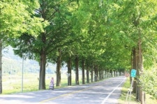 [위키 포토]보성군 메타세콰이어길, 초록이 만든 여름 드라이브 명소