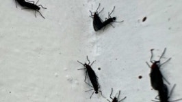 마침내 '천적' 나타났다?…러브버그 잡아먹는다는 뜻밖의 '동물' 정체