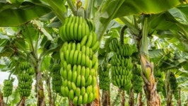 동남아에서 보던 건데…폭염에 서울 아파트 주변에서 재배됐다는 열대 과일