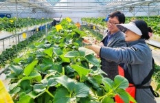 전남 장성군, ‘청년 스마트팜 임대농장’ 임차인 모집~딸기농사 청년 창업 지원