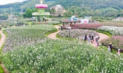 전남 장성군, 나라꽃 향기 속 여름 물들이다
