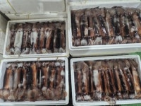 군산시 비응항 위판장 오징어 생산량 증가로 모처럼 활력 되찾아