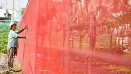 기다렸는데, 마트에 이게 드디어 풀린다…알 크고 당도 높아 입소문 터진 한국 과일