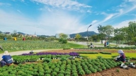 전남 순천시,전국 대표 잔디광장 ‘오천그린광장’ 가을꽃 식재로 분주