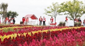 전남 신안군, ‘2025 섬 맨드라미 축제’ 막 내려