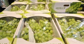 달콤함으로 완판 예고…전국 마트에 ‘이 과일’ 7만 상자 푼다