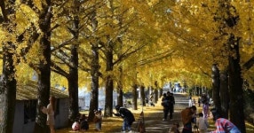 입장료 없는데 이 정도라고?… 온통 황금빛으로 물든 은행나무길