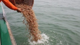 고소득 품종으로 인기 많은데…칠산 바다에 무려 300만 마리 떼로 풀린 국민 수산물